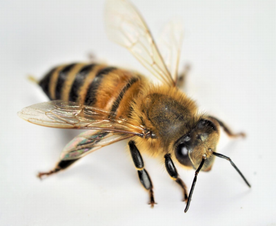 Bee Products